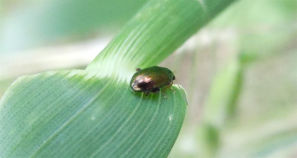 Chrysomelidae: Crepidodera sp.
